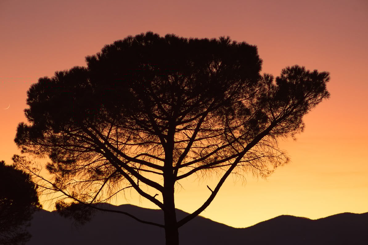 The silhouette of the lush crown of a pine tree at sunset, in the background the sky with warm colors of the sun going down behind the mountain